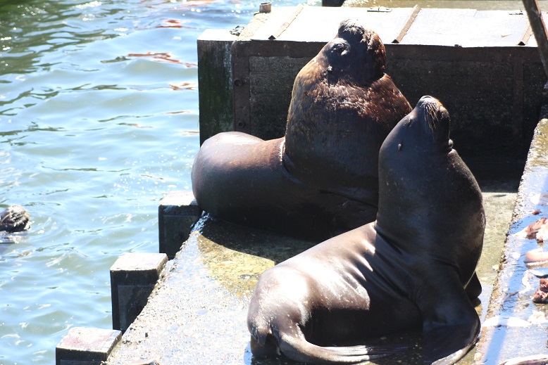 Sea-lions in Valdivia